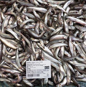 挪威多春鱼原料
